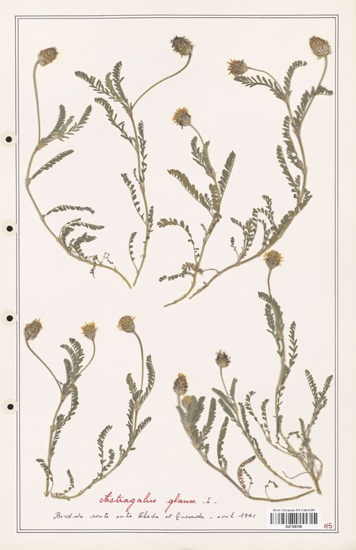 Astragalus glaux  (Fabaceae)