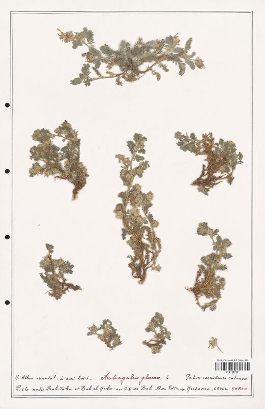 Astragalus glaux  (Fabaceae)