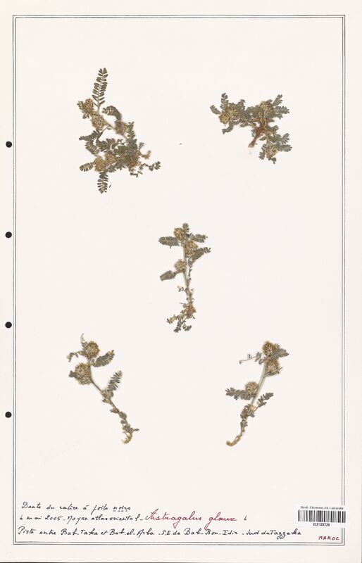 Astragalus glaux  (Fabaceae)