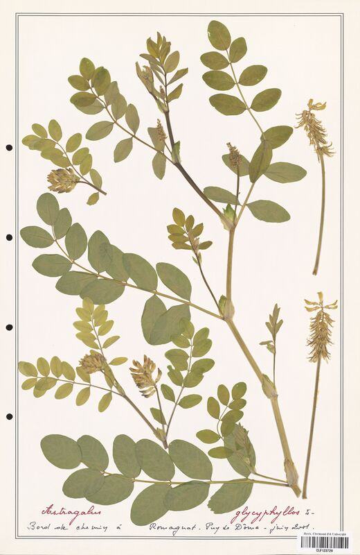 Astragalus glycyphyllos  (Fabaceae)