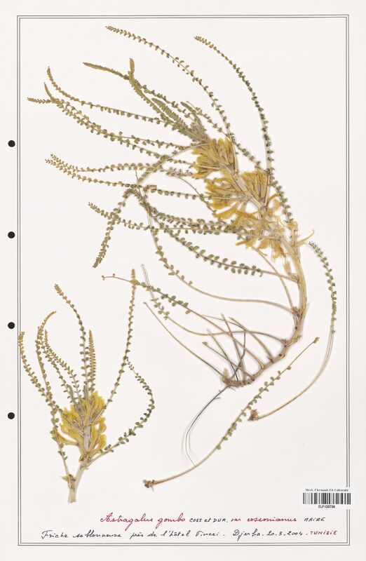 Astragalus gombo  (Fabaceae)