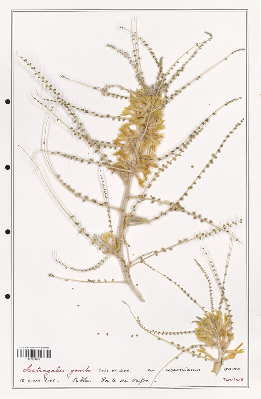 Astragalus gombo  (Fabaceae)