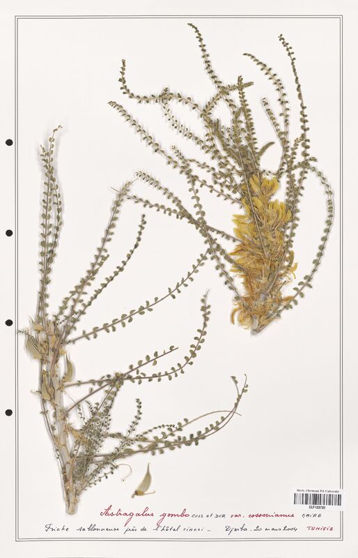 Astragalus gombo  (Fabaceae)