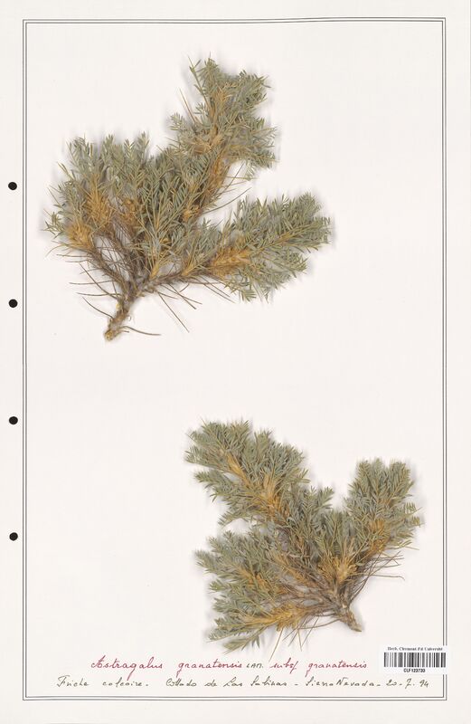 Astragalus granatensis  (Fabaceae)