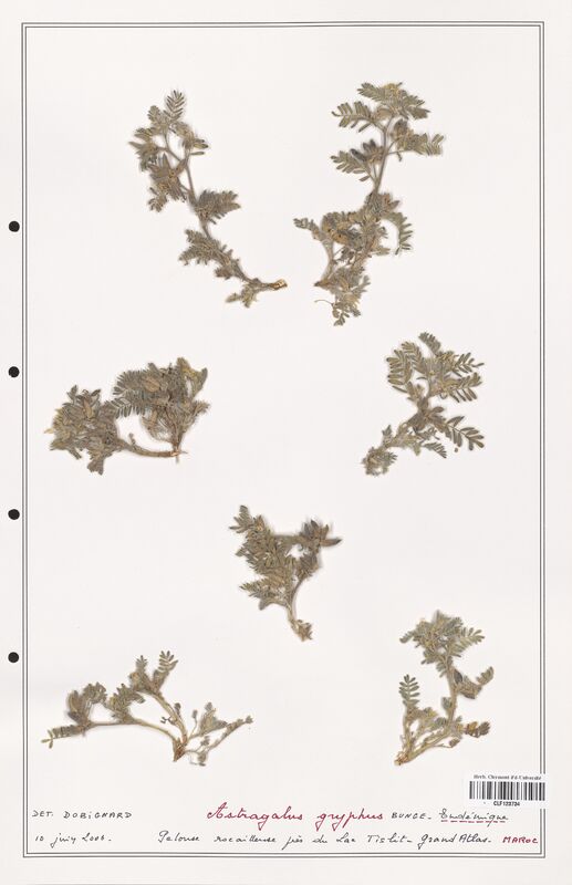 Astragalus gryphus  (Fabaceae)