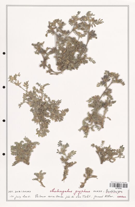 Astragalus gryphus  (Fabaceae)