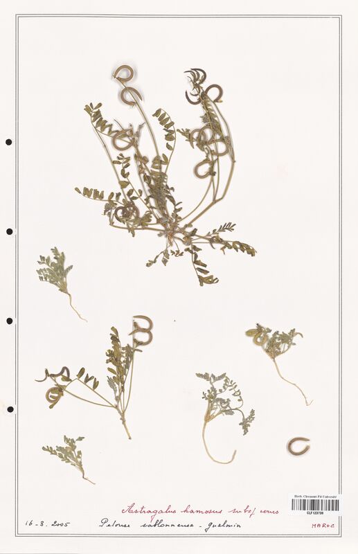 Astragalus hamosus  (Fabaceae)