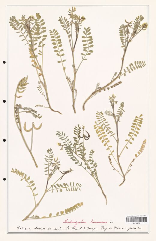 Astragalus hamosus  (Fabaceae)