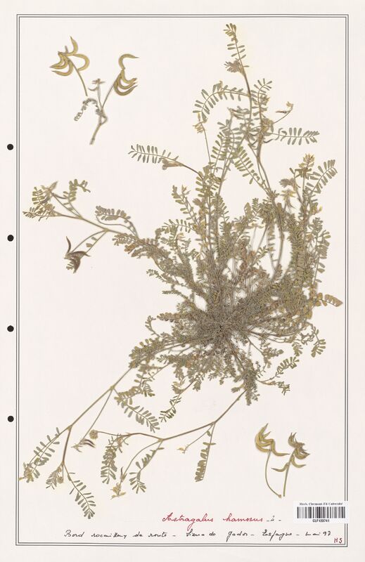 Astragalus hamosus  (Fabaceae)