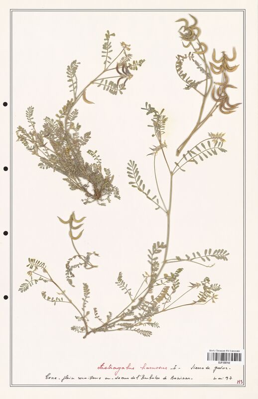 Astragalus hamosus  (Fabaceae)