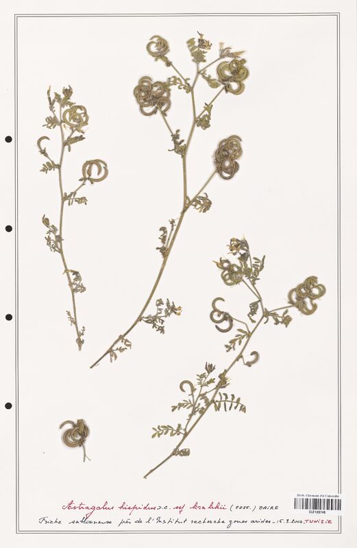 Astragalus hispidus  (Fabaceae)