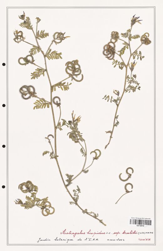 Astragalus hispidus  (Fabaceae)