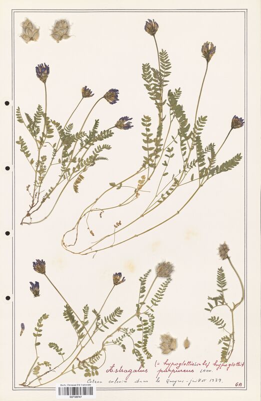 Astragalus purpureus  (Fabaceae)