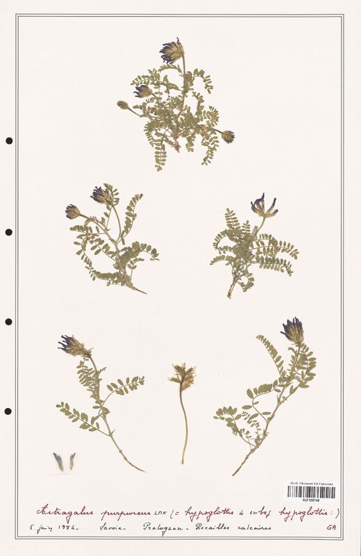 Astragalus purpureus  (Fabaceae)