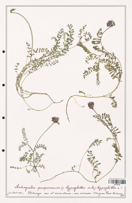 Astragalus purpureus  (Fabaceae)