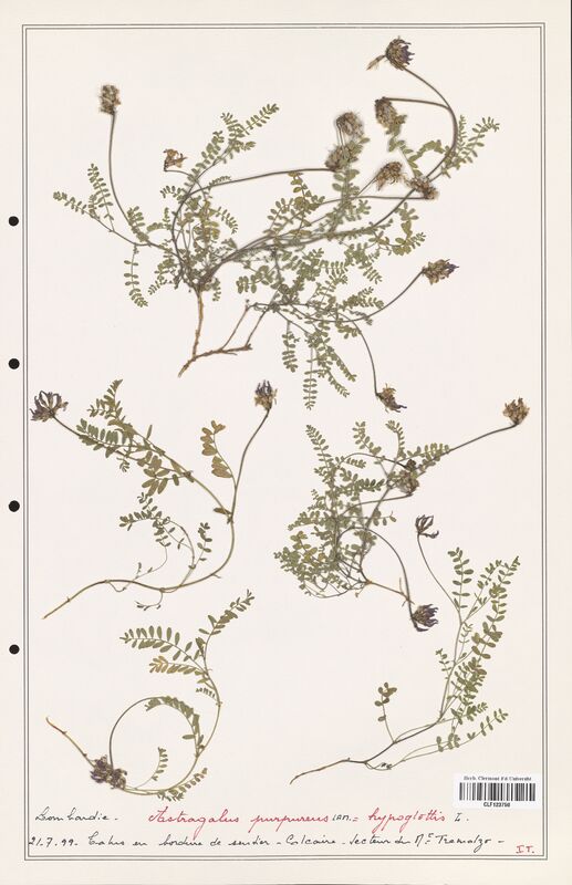 Astragalus purpureus  (Fabaceae)