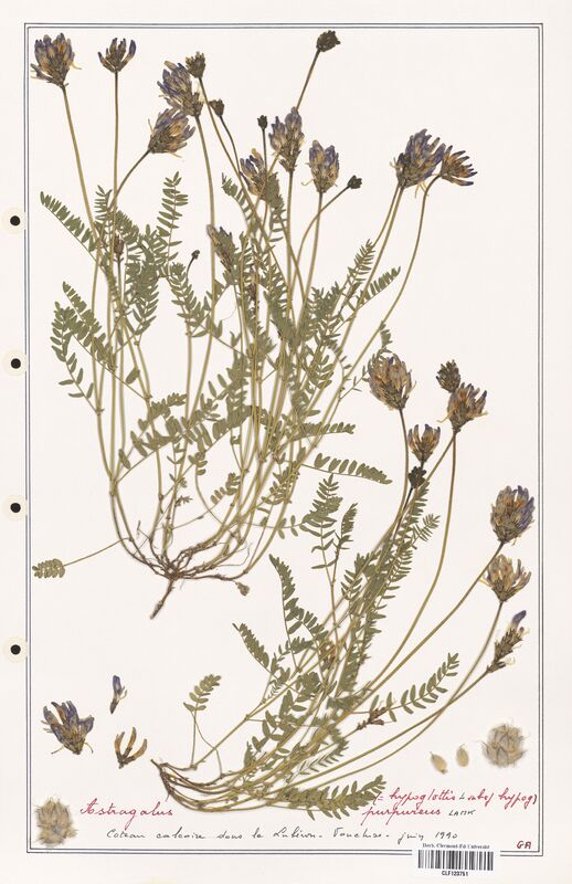 Astragalus purpureus  (Fabaceae)