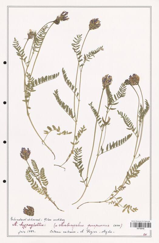 Astragalus purpureus  (Fabaceae)