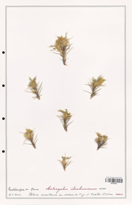 Astragalus ibrahimianus  (Fabaceae)