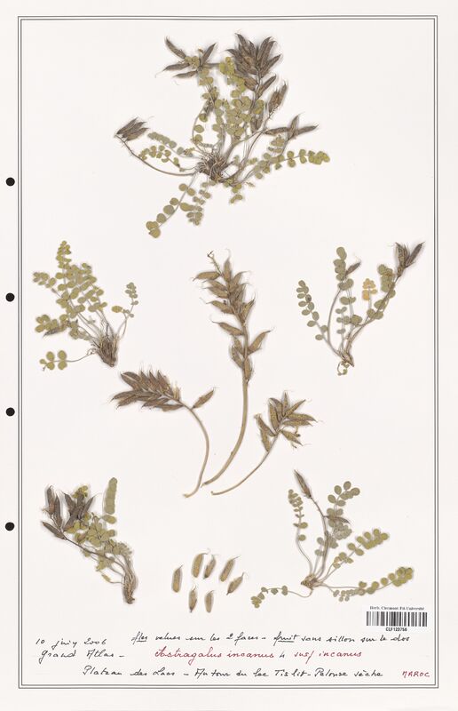 Astragalus incanus  (Fabaceae)