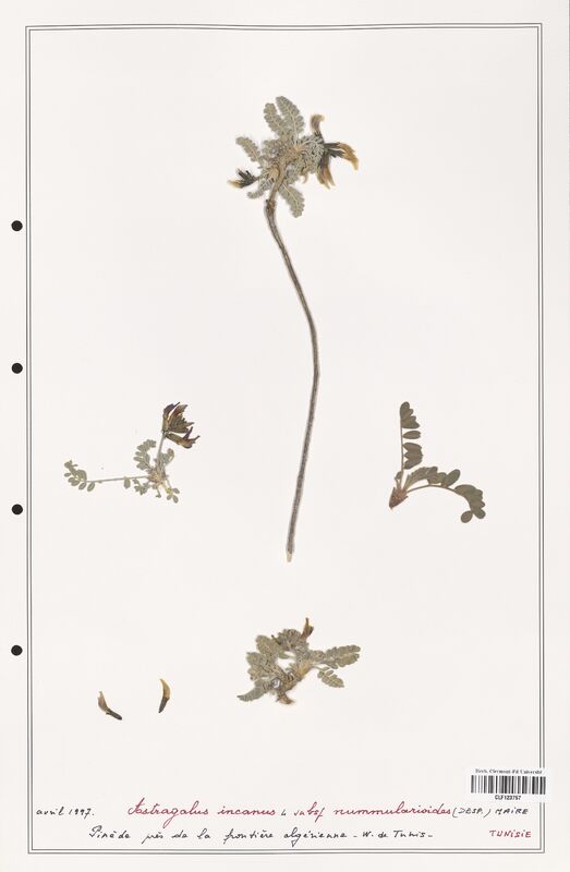 Astragalus incanus  (Fabaceae)