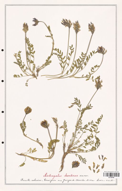 Astragalus leontinus  (Fabaceae)