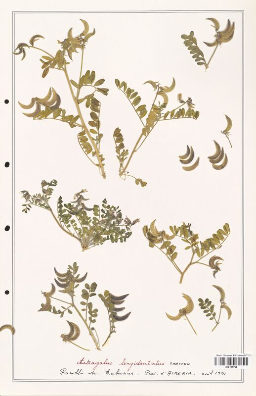 Astragalus longidentatus  (Fabaceae)