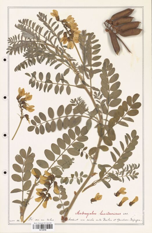 Astragalus lusitanicus  (Fabaceae)