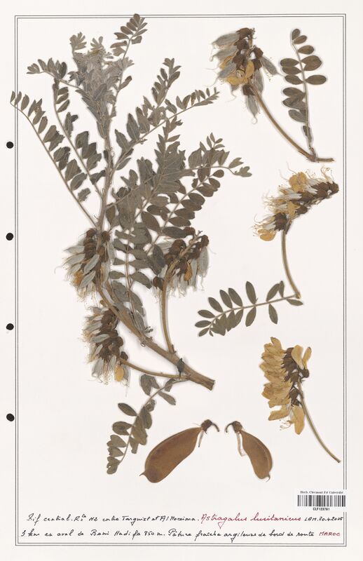 Astragalus lusitanicus  (Fabaceae)