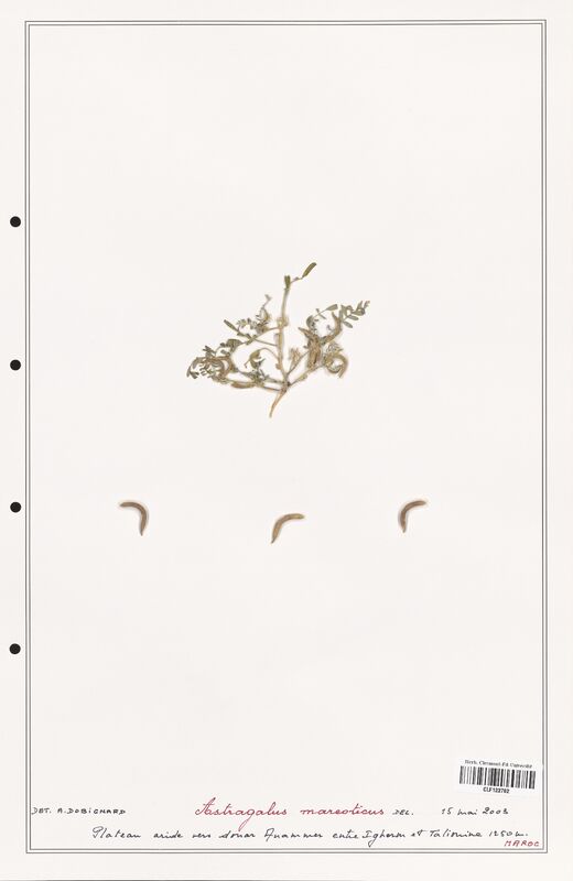 Astragalus mareoticus  (Fabaceae)