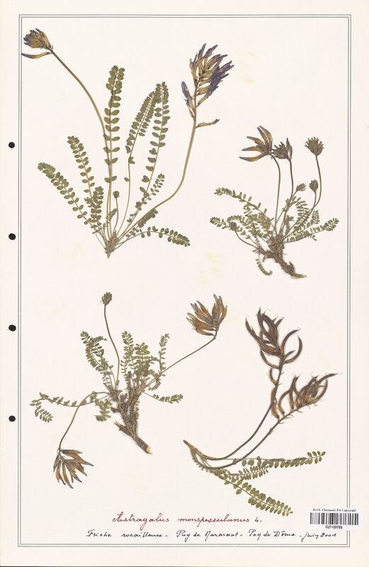 Astragalus monspessulanus  (Fabaceae)