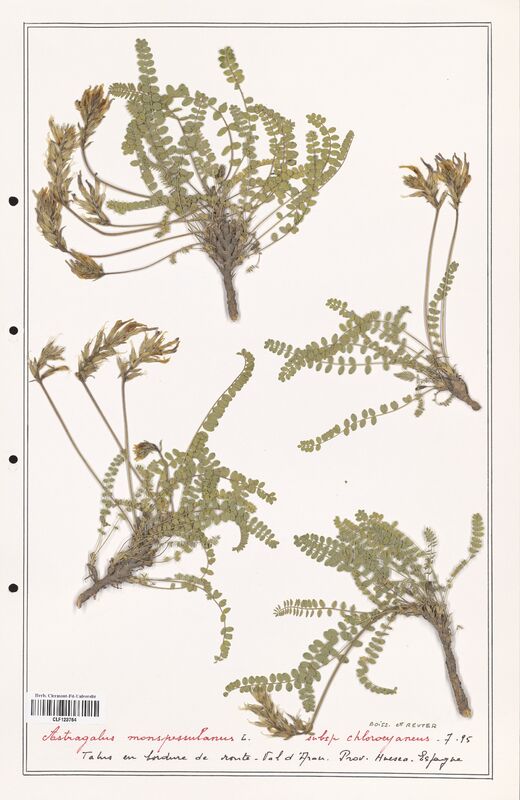 Astragalus monspessulanus  (Fabaceae)