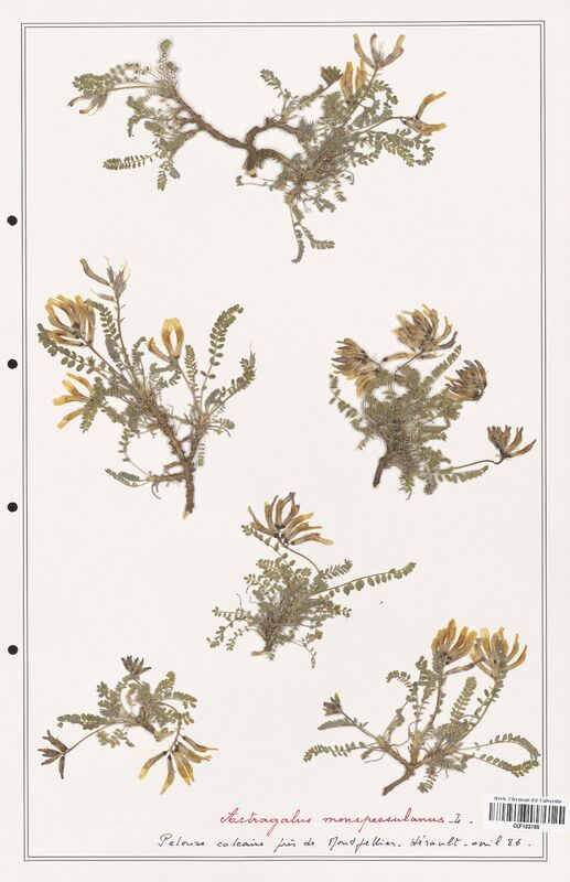 Astragalus monspessulanus  (Fabaceae)