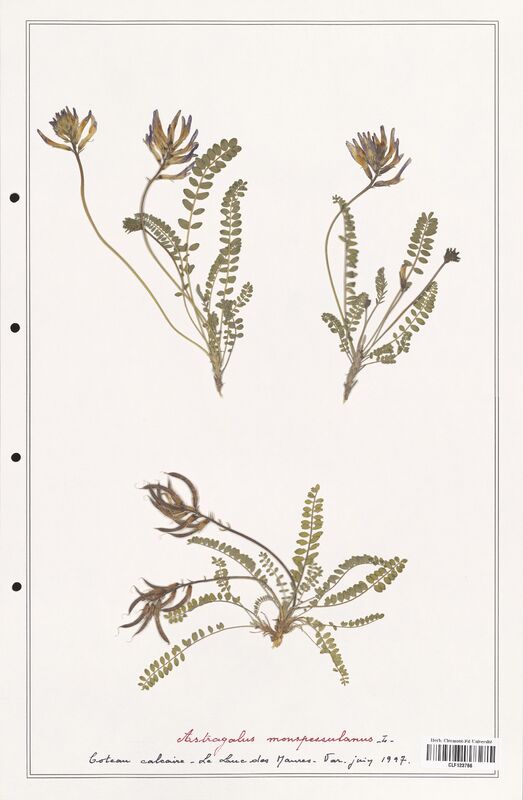 Astragalus monspessulanus  (Fabaceae)