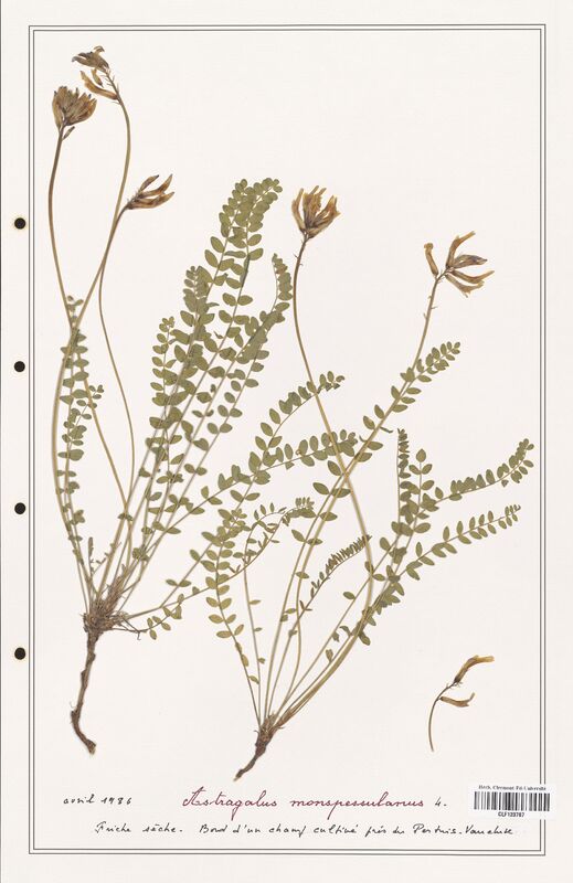 Astragalus monspessulanus  (Fabaceae)