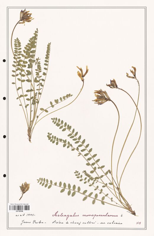Astragalus monspessulanus  (Fabaceae)