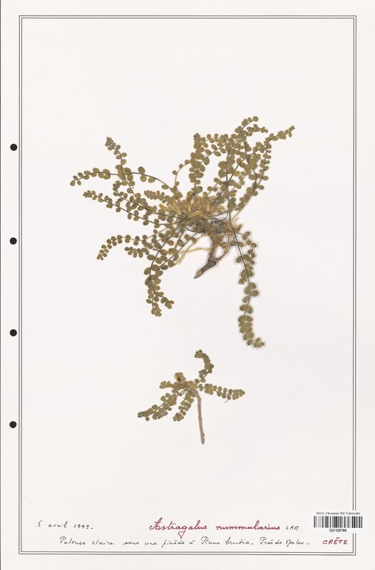 Astragalus nummularius  (Fabaceae)