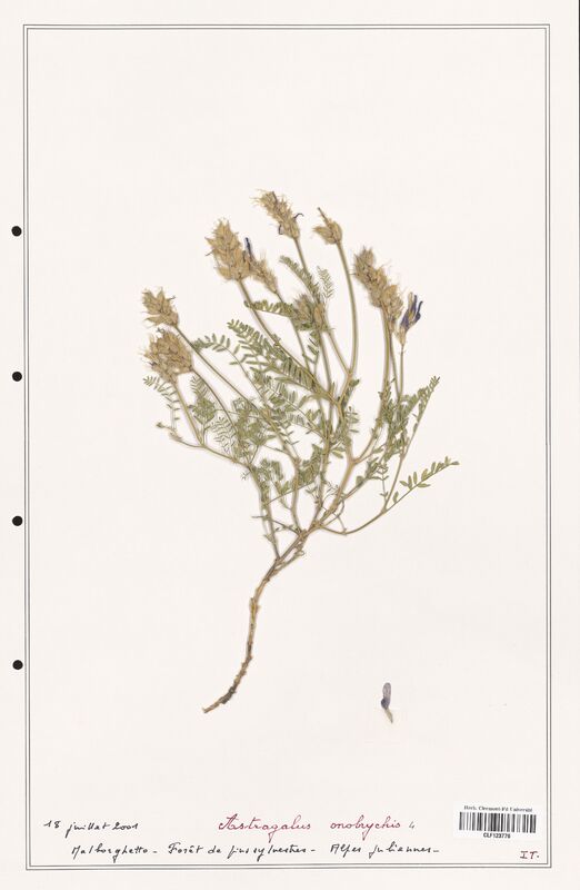 Astragalus onobrychis  (Fabaceae)