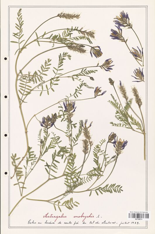 Astragalus onobrychis  (Fabaceae)