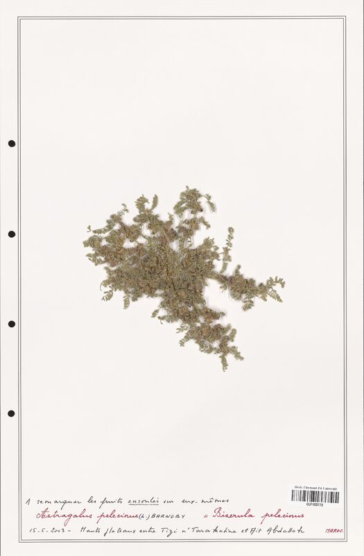 Astragalus pelecinus  (Fabaceae)