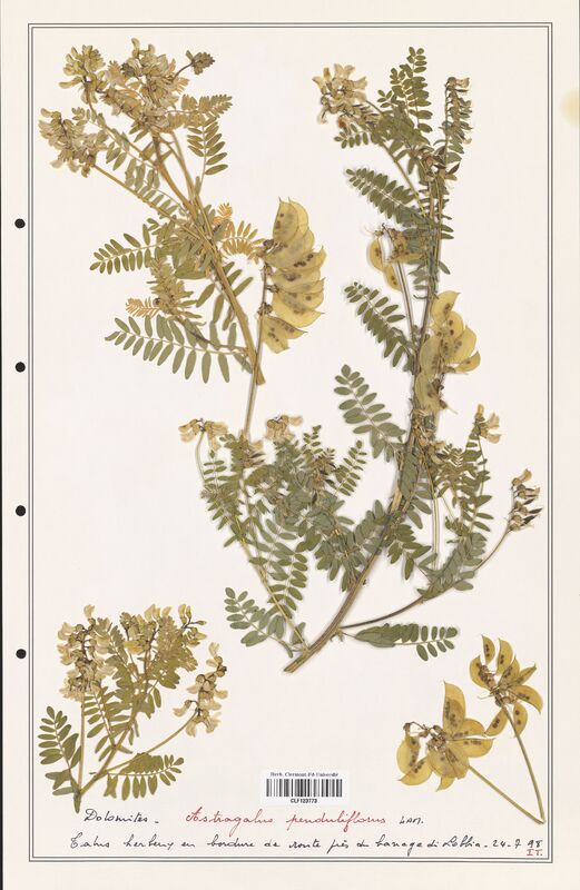 Astragalus penduliflorus  (Fabaceae)