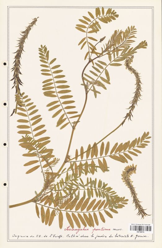 Astragalus ponticus  (Fabaceae)