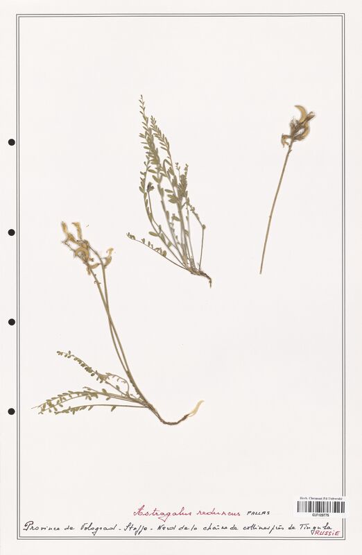 Astragalus reduncus  (Fabaceae)