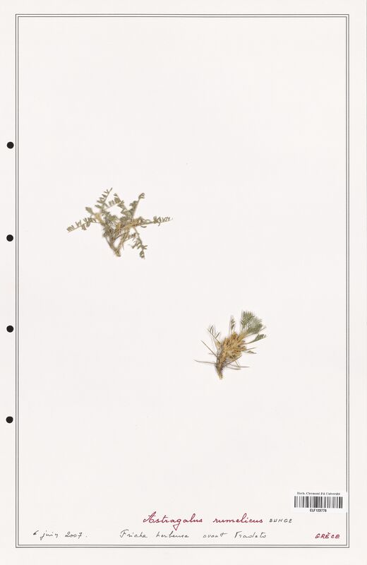 Astragalus rumelicus  (Fabaceae)