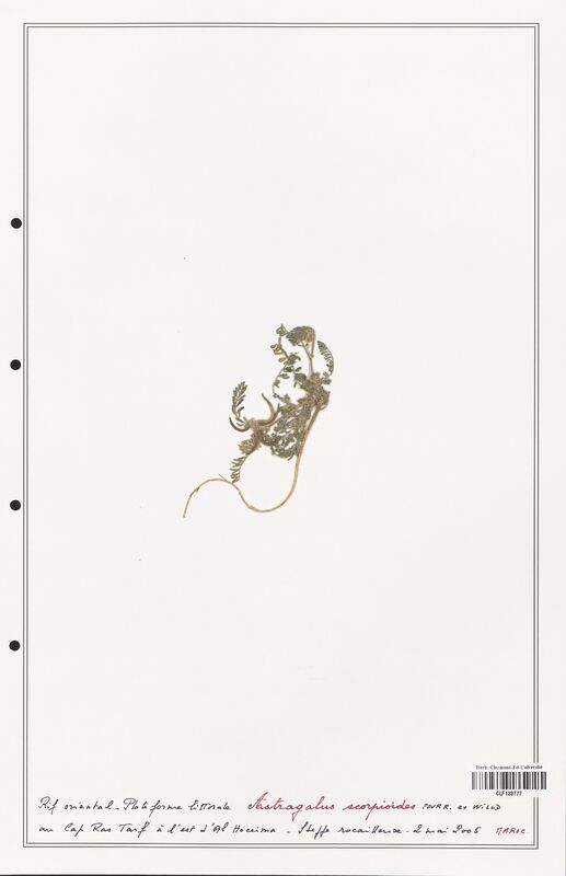 Astragalus scorpioides  (Fabaceae)