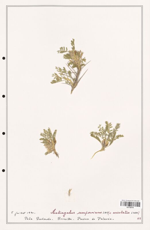 Astragalus sempervirens  (Fabaceae)