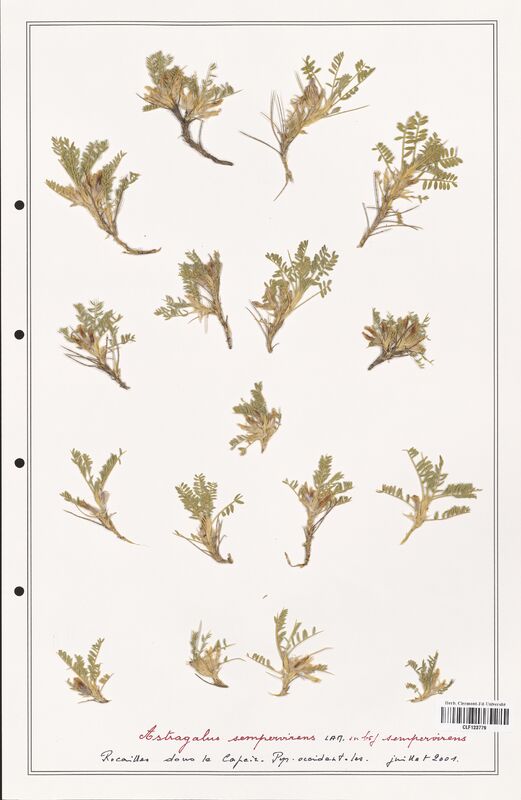 Astragalus sempervirens  (Fabaceae)