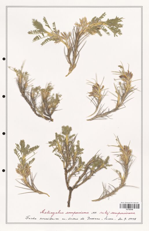 Astragalus sempervirens  (Fabaceae)