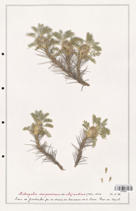 Astragalus sempervirens  (Fabaceae)