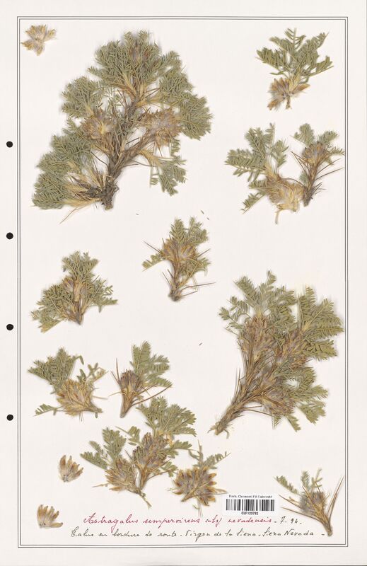 Astragalus sempervirens  (Fabaceae)